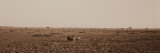 Black Rhinoceros on the Plains of Masai Mara National Reserve