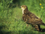 Alert-Looking Raptor Standing on the Ground