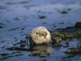 Sea Otter Floats in a Tangle of Kelp in Monterey Bay