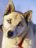 Portrait of a Blue-Eyed Husky