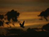 Silhouette of a Red-Tailed Hawk in Flight at Sunset