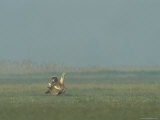 Prairie Chicken Strutting across a Foggy Field