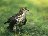 Alert-Looking Raptor Standing on the Ground