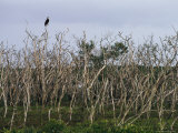 Osprey Perches on a Tree Branch in South Florida