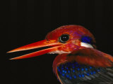 Close View of the Colorful Head of a Philippine Dwarf Kingfisher