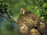 Raptor with Wings Outstretched Perched on a Tree Limb
