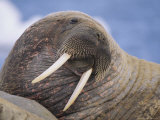 Portrait of an Atlantic Walrus