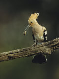 Hoopoe with an Insect in its Bill Perched on a Tree Limb