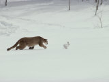 Mountain Lion Chases a Hare in a Snowy Landscape