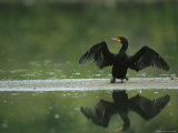 Cormorant on Floridas Gulf Coast