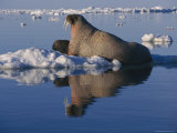 Female Atlantic Walrus and her Calf on an Ice Floe