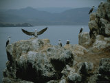 Blue-Footed Boobies Roost in a Rocky Outcropping on the Chilean Coast
