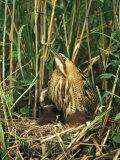 Eurasian Bittern Sitting on its Nest with Chicks