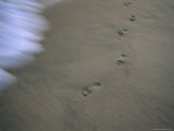 Buy Footprints in Sand at Surfs Edge at AllPosters.com