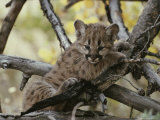 Eight-Week-Old Mountain Lion, Felis Concolor, Climbs Tree Limbs