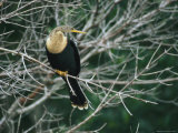 Anhinga Perches on a Tree Branch on Floridas Gulf Coast