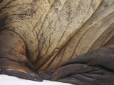 Detail of a Walruss Scarred and Fur-Covered Body