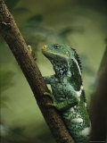 Close View of a Crested Iguana Perched on a Tree Branch