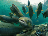 Atlantic Salmon Swimming Upriver to Spawn