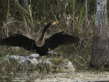 Anhinga Spreads its Wings on Floridas Gulf Coast