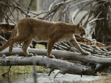 Mountain Lion Crosses a Creek on a Fallen Log