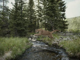 Mountain Lion Leaps across a Forest Stream