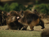 Male Gelada Fends Off a Male Threatening to Take over his Harem