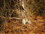 Endangered Delmarva Fox Squirrel Gathering Pine Nuts