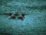 Hippopotamus Peers Out of the Water