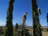 Common Diuca-Finches Perched on the Thorns of a Cactus