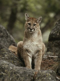 Portrait of a Mountain Lion
