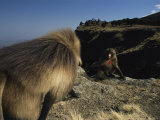 Large Male Gelada Approaches Another Gelada Sitting on a Cliff