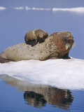 Atlantic Walrus Calf Seeks Refuge on its Mothers Back