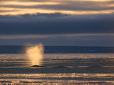 Bowhead Whale Sprays Water from its Blowhole