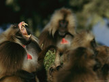 Male Gelada Bares his Teeth as Another Looks On