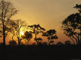 Buy Trees Silhouetted at Sunset at AllPosters.com