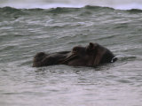 Hippopotamus Swimming in the Atlantic off of Gabons Coast