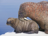 Female Atlantic Walrus Nuzzles her Young Calf
