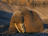 Walrus Tagged with a Satellite Transmitter and Vhf Transmitter