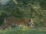 Captive Tiger Cub Moves Through Bushes