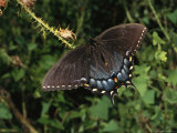 Tiger Swallowtail Rests on a Thistle Branch