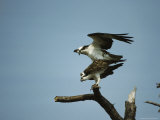Pair of Ospreys Mating in the Top of a Dead Tree