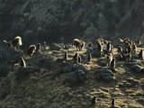 Curious Geladas Approach a Photographers Tripods