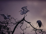 Great White Egrets Perched on Tree Branches