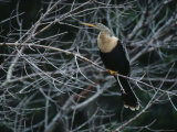 Female Anhinga Perches on a Tree Branch above a Freshwater Pond