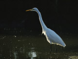 Great Egret Wades in a Mangrove Lagoon