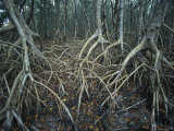 Thick Tangle of Mangrove Tree Roots