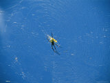 Spider Waits at the Center of its Spiderweb