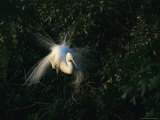 Great Egret Displays its Plumage