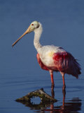 Roseate Spoonbill Wades in the Mud of a Coastal Lagoon